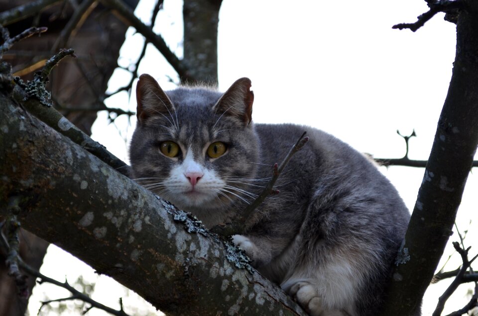 Tree eyes fluffy cat