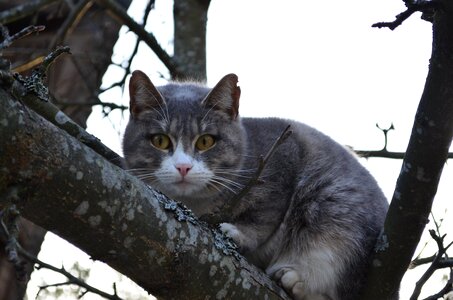 Tree eyes fluffy cat