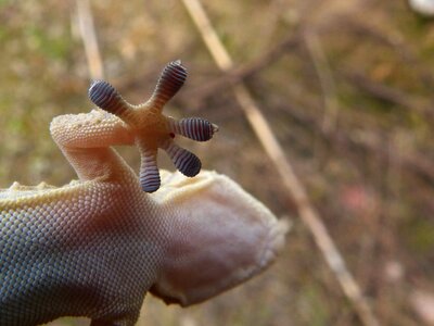 Dragon lizard reptile