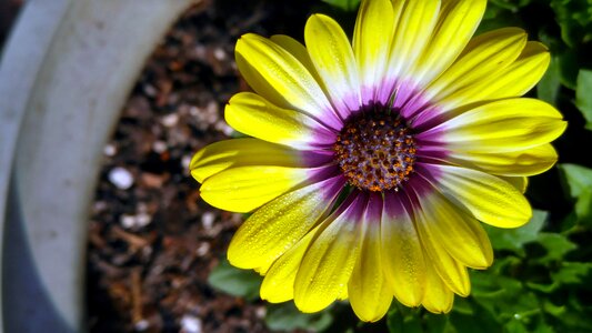 Nature flora spring