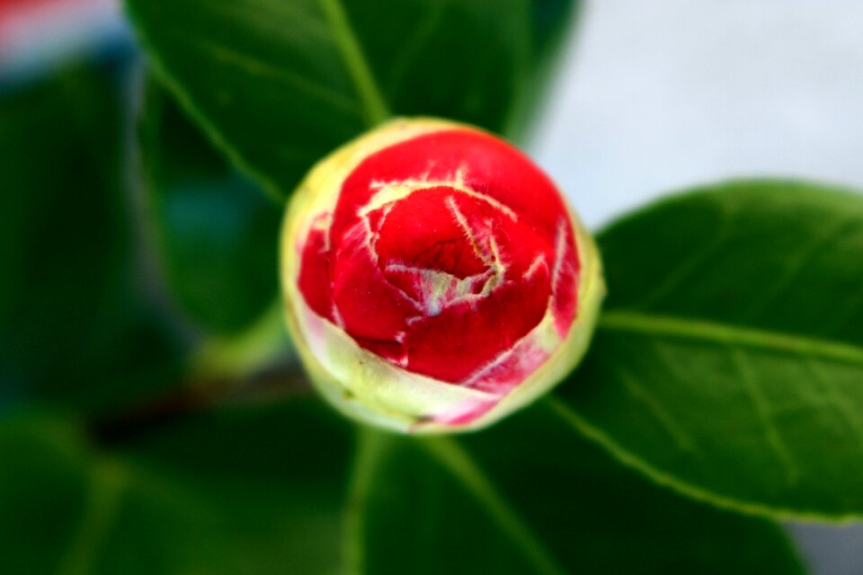 Button camelia flower bud