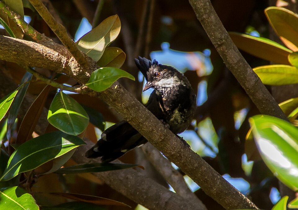 Black feathers tree