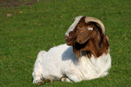 Domestic goat animal livestock photo