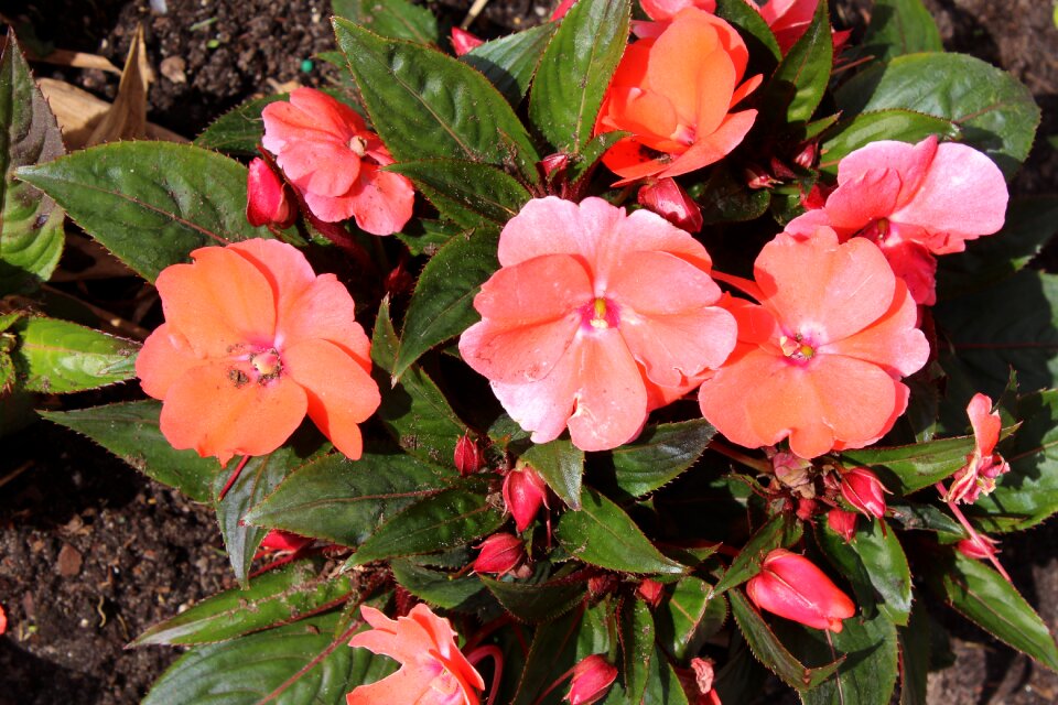 Nature spring garden