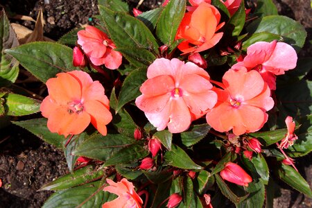 Nature spring garden