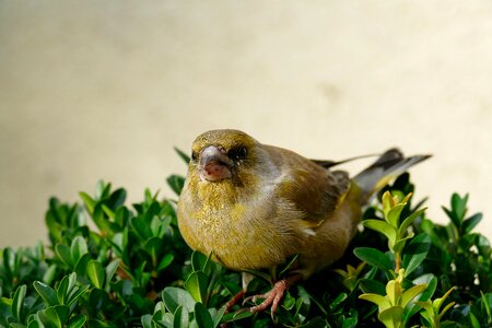 Animal sparrow bird finch