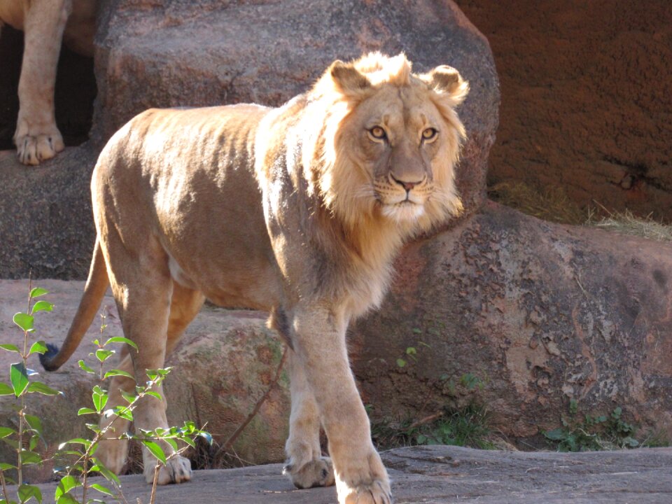 Zoo animals feline