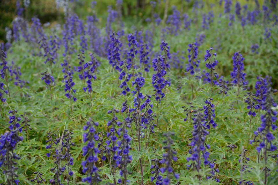 Plants flower field floral