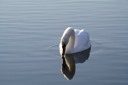 Swim mirror image bird