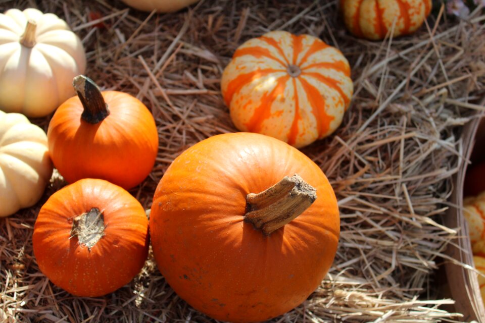 Seasonal fall autumn