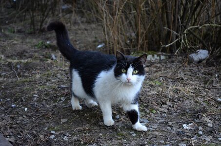 Black cat white cat fluffy cat