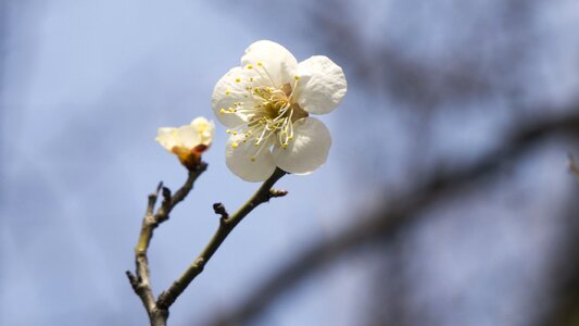Life nature apricot blossom