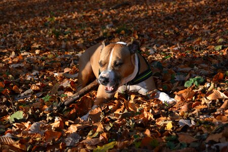 Pitbull american staffordshire terrier leaves