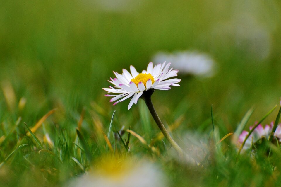Flowers spring flower