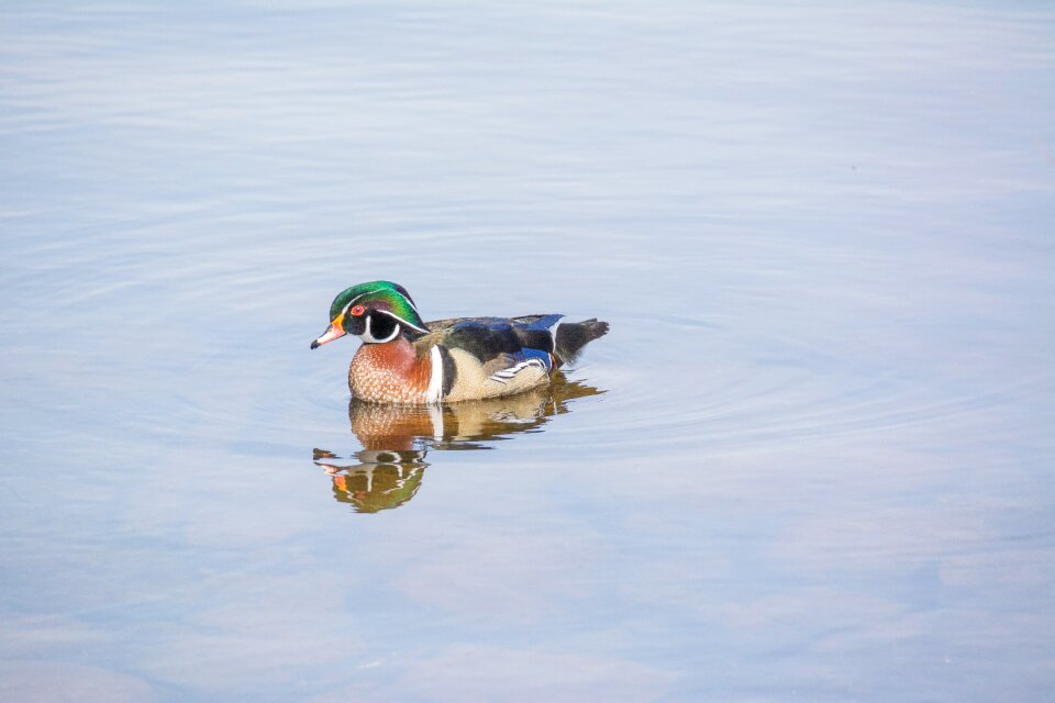 Wild waterfowl plumage