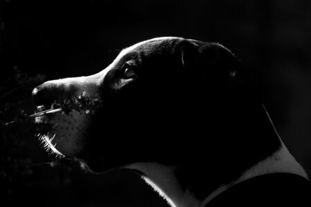 Great dane portrait puppy photo