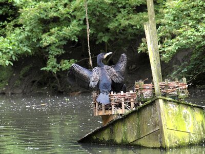 Water boat duck