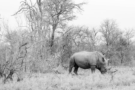 Bleak animal wild