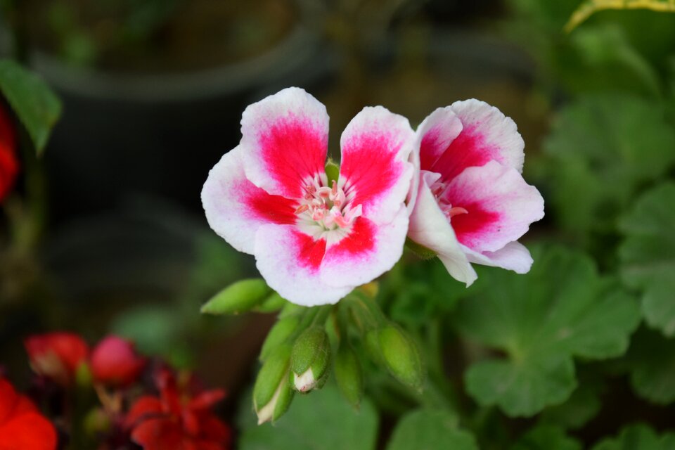 Bloaming spring