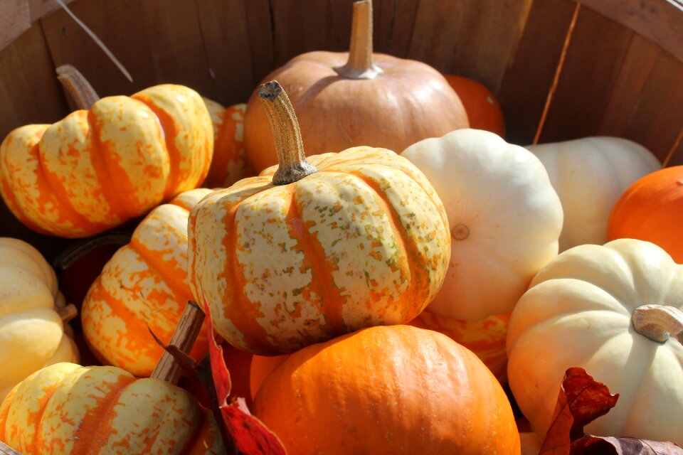 Food autumn orange