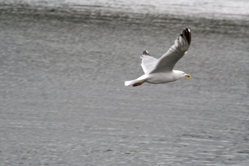 Baltic sea water bird sea