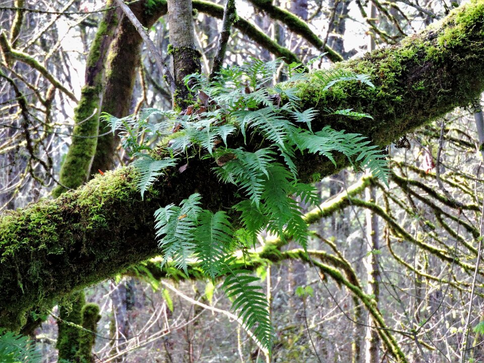 Fern nature woods