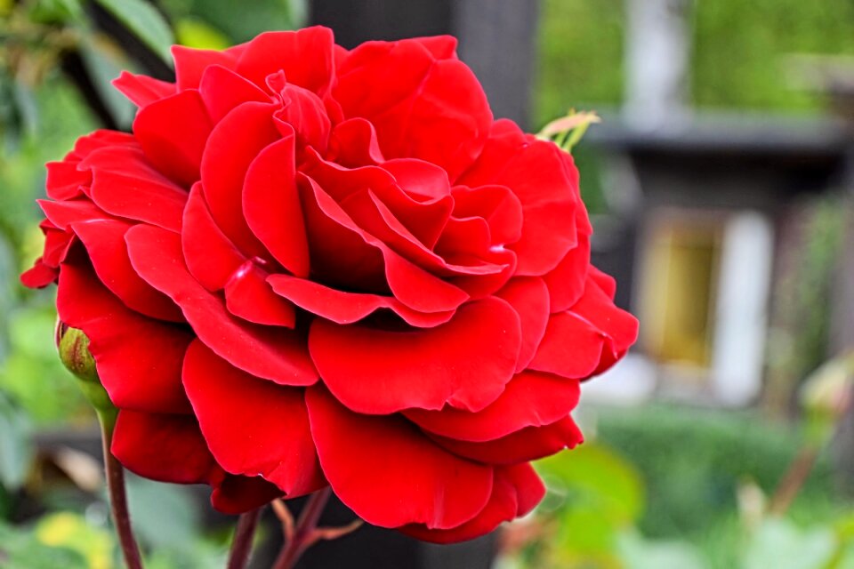 Red rose blossom bloom