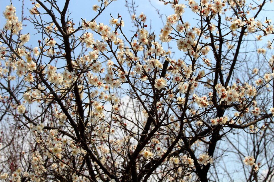 Landscape flowers nature