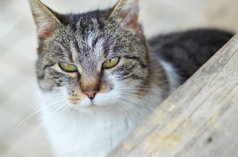 Eyes domestic cat head