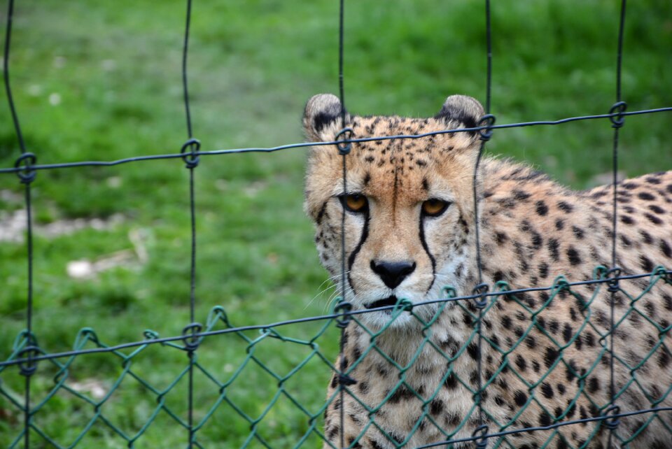 Nature animal world head