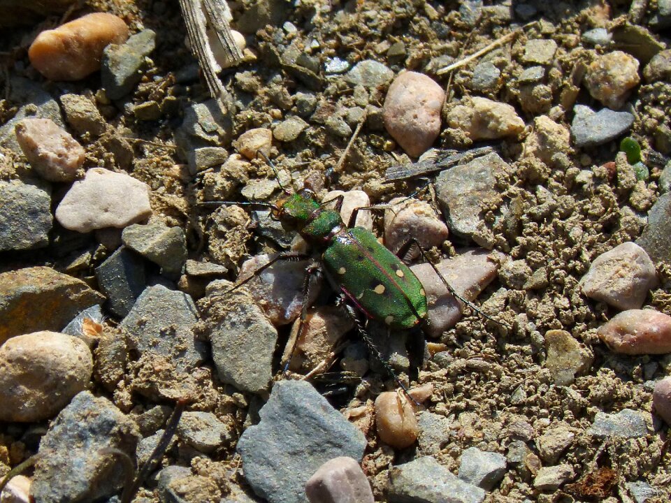 Country cicindela green beetle coleoptera