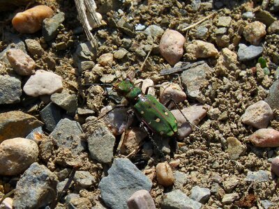 Country cicindela green beetle coleoptera