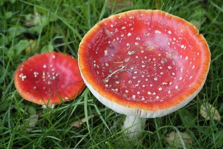Fly agaric mushrooms red photo