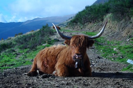 Ticino nature concretely tierhaltung welfare