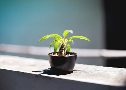 Cultivate flowerpot leaves photo
