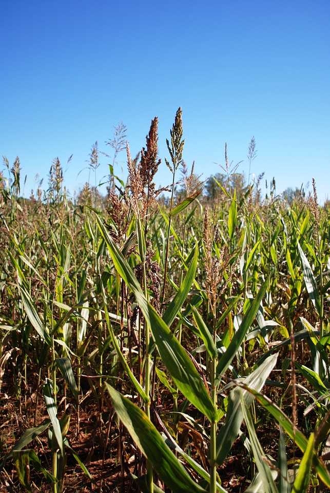 Farm agriculture field