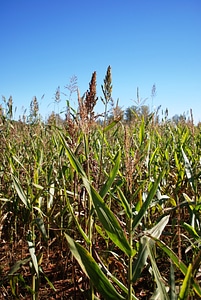 Farm agriculture field photo