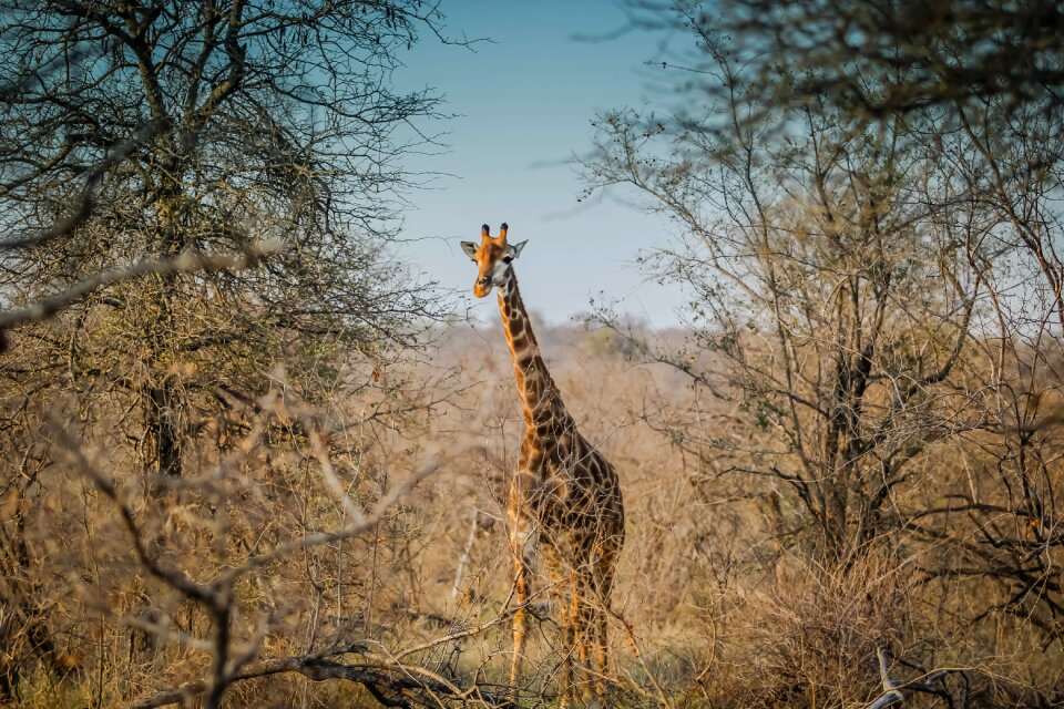 Animal nature natural