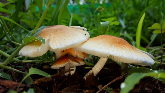 Boletus edible fungus
