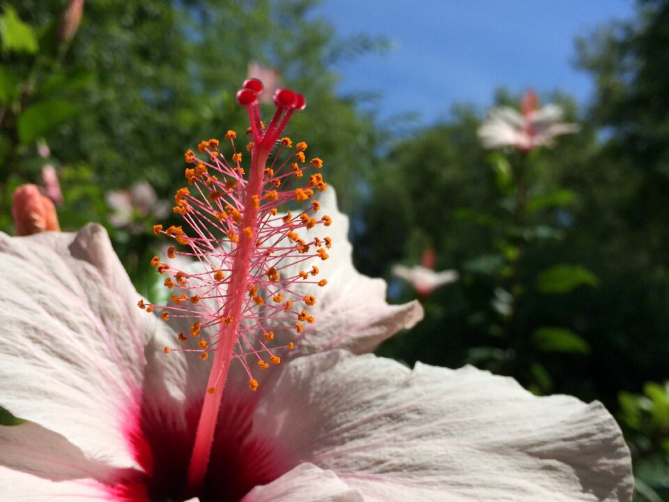 Color life small flower