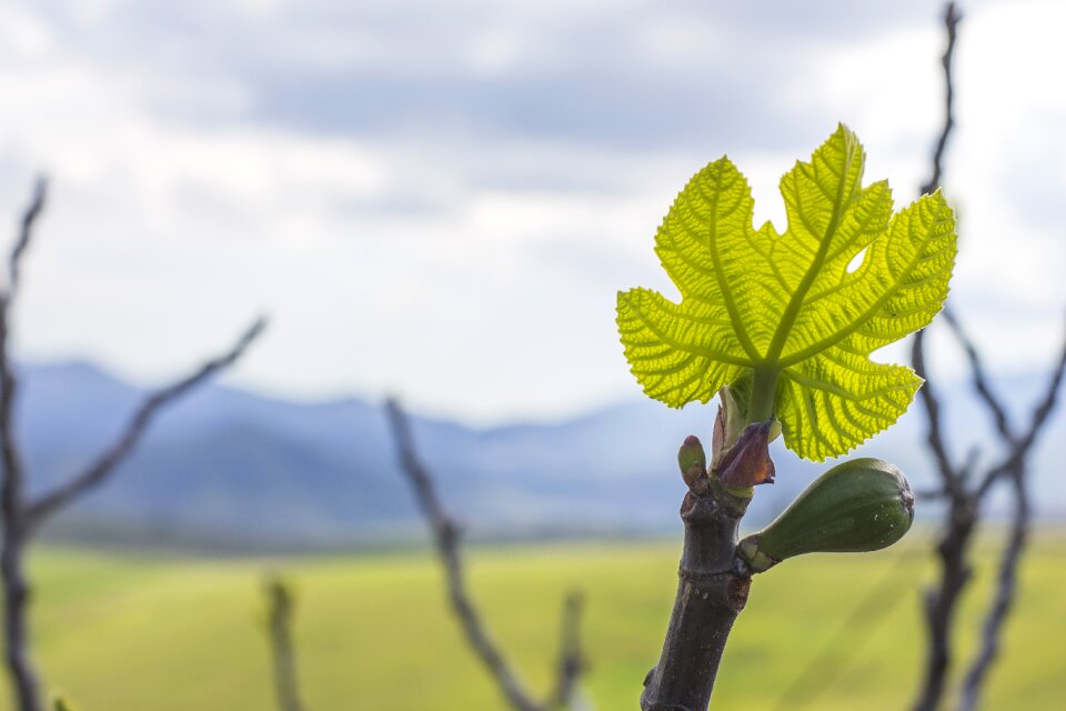 Tree green leaves fruit