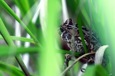 Grass cute animal