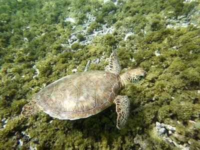 Turtle guadeloupe caribbean photo