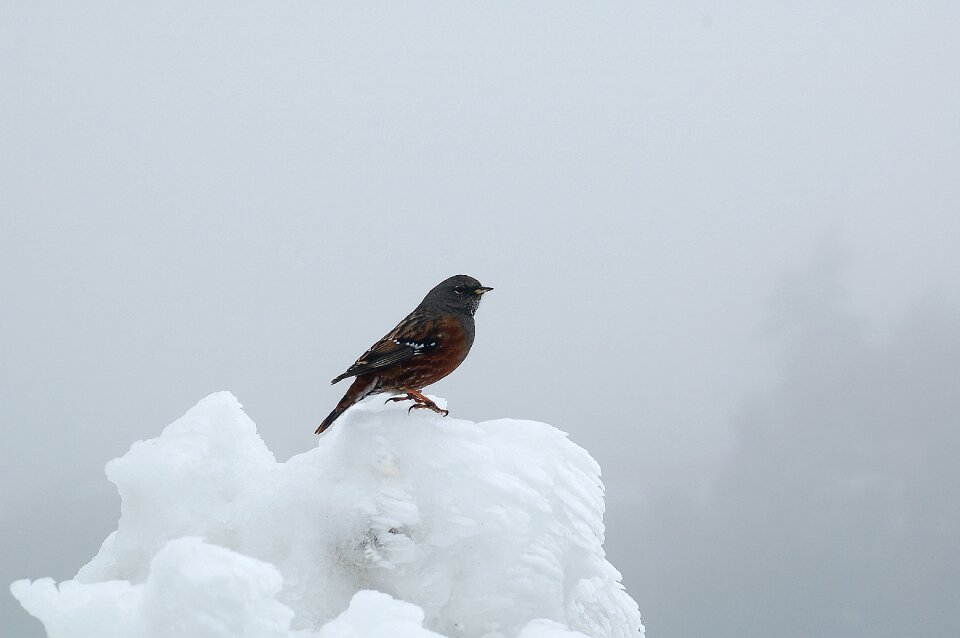 Flight cold wildlife