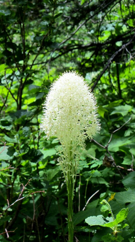 Flower white outdoor