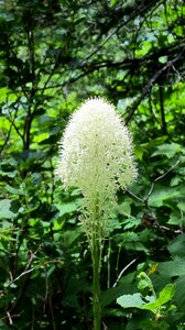 Flower white outdoor