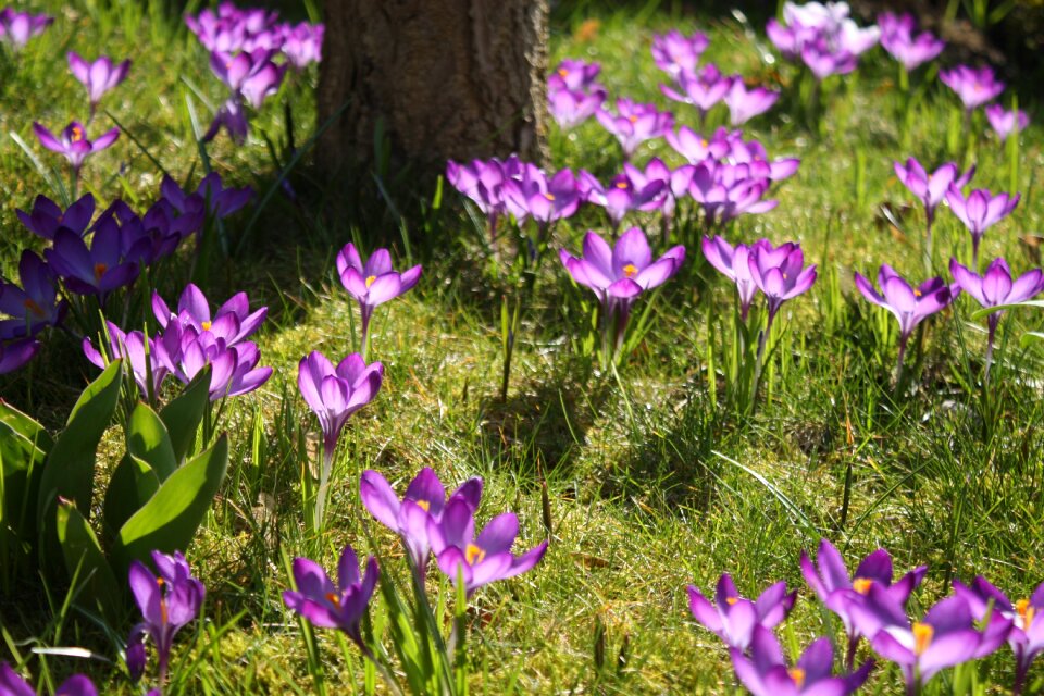Violet flower meadow spring flower