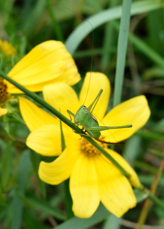 Bug nature wildlife