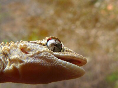 Dragon lizard reptile