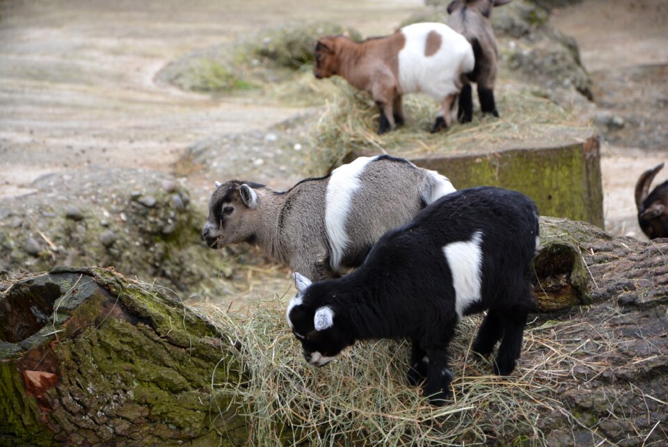 Cute goat baby fur photo